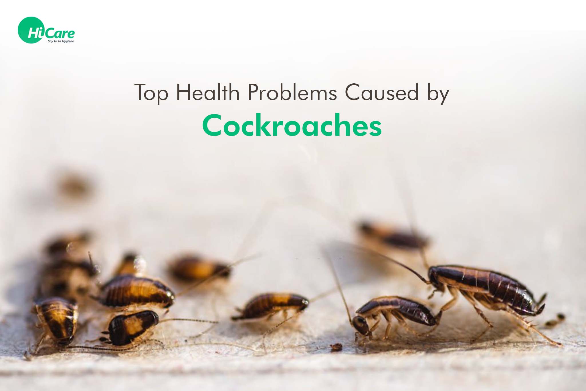 Are Cockroach Droppings Harmful: Health Risks