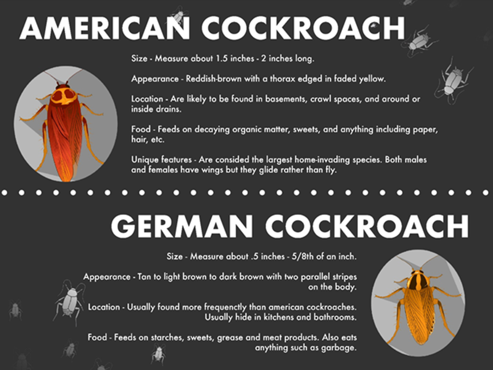 Are German Cockroaches Dangerous: Health Risks