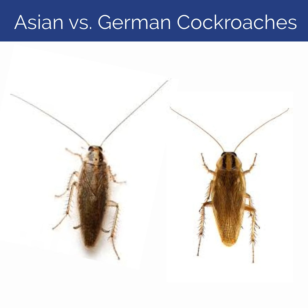 Asian Cockroach vs German: Comparison Guide