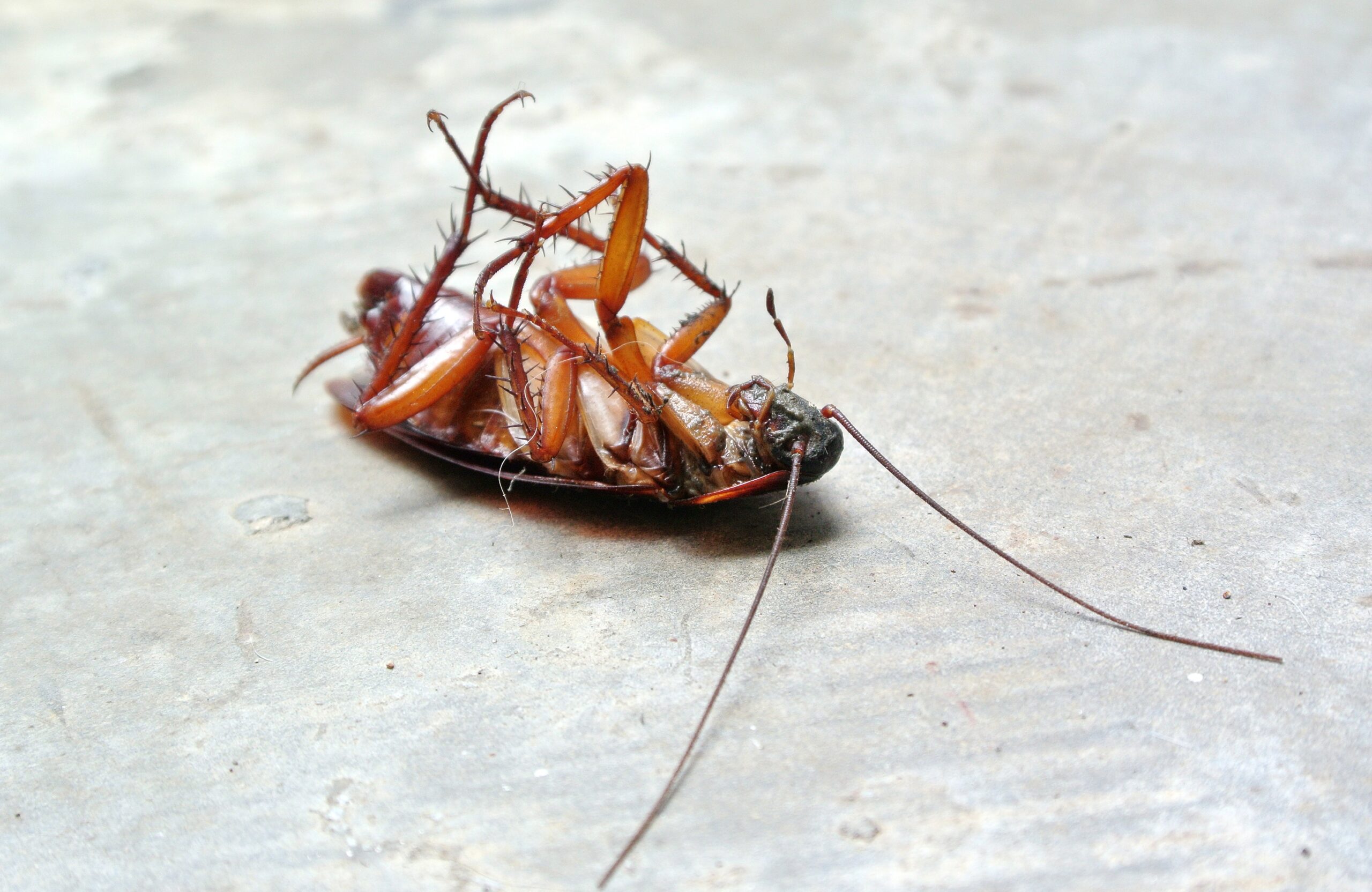 Can Cockroaches Survive Radiation: Myth vs Reality