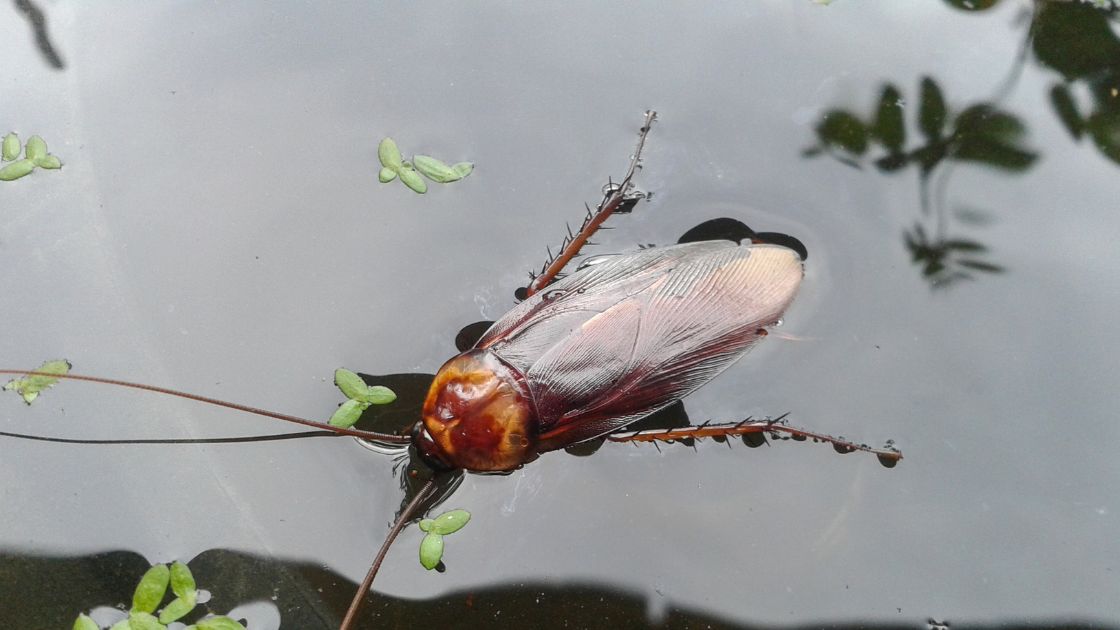 Can Cockroaches Swim: Understanding Their Water Abilities