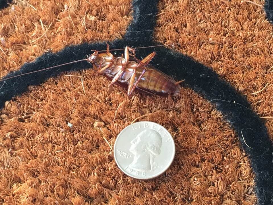 Do Cockroaches Come Up Drains: Prevention Tips