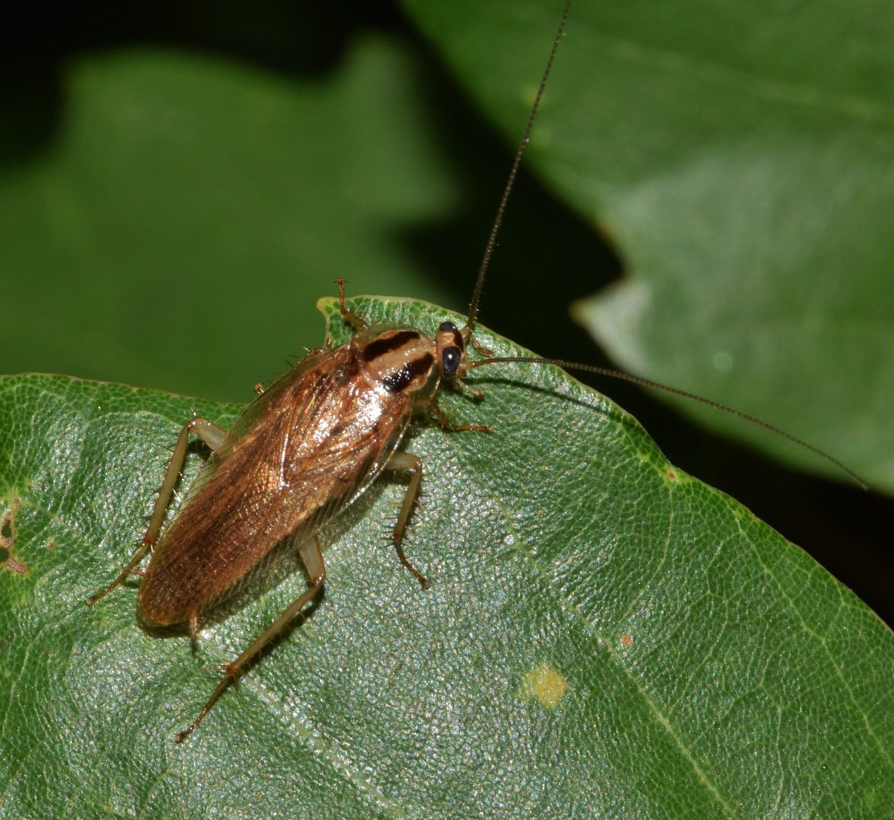 Do German Cockroaches Fly: Flight Capabilities Explained