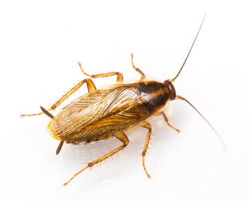 Do German Cockroaches Like Bedrooms: Prevention Tips