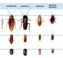 German Cockroach Identification: Visual Guide