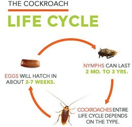 German Cockroach Life Cycle: Development Stages Explained