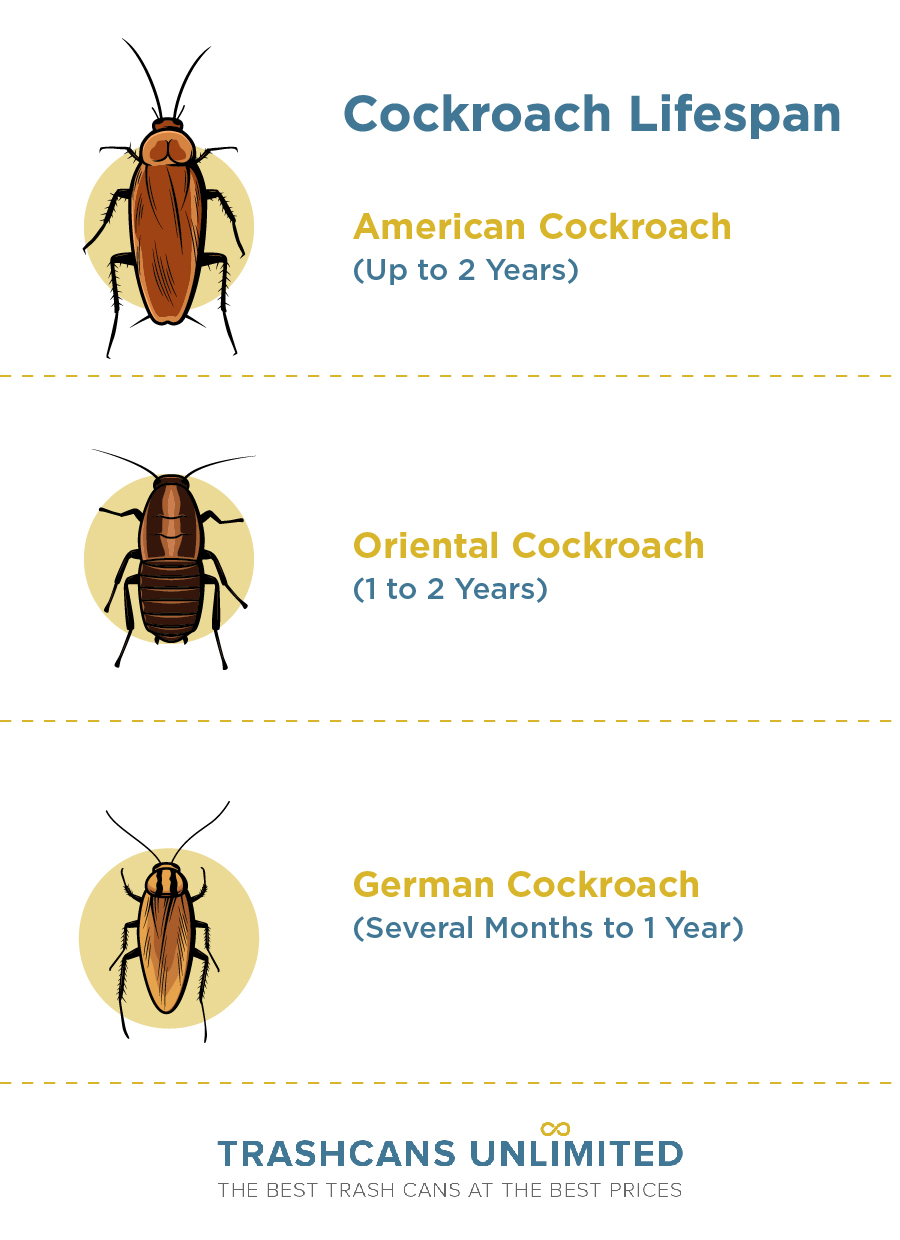 German Cockroach Lifespan: Complete Life Cycle Guide