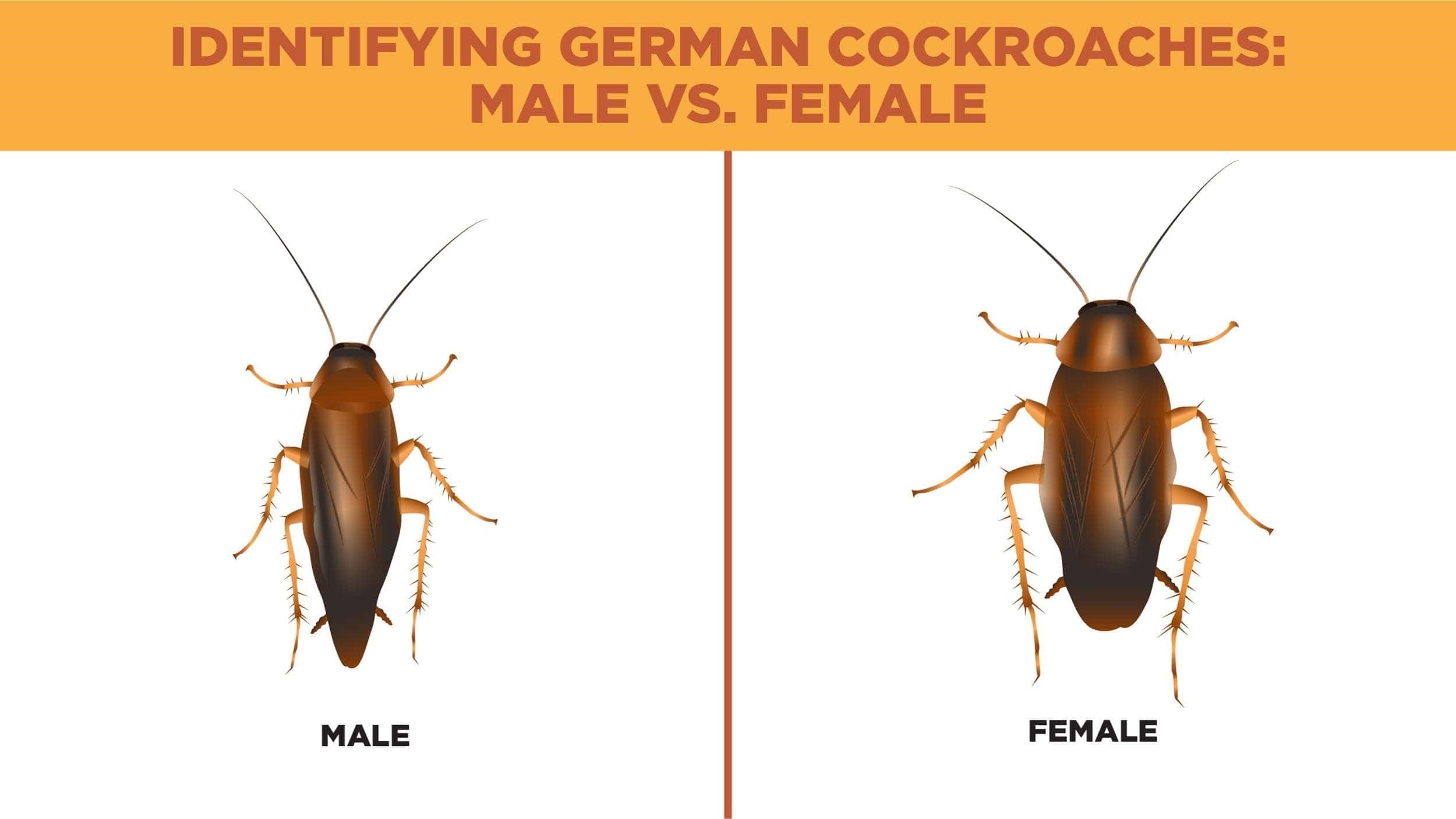 German Cockroach Male vs Female: Gender Differences