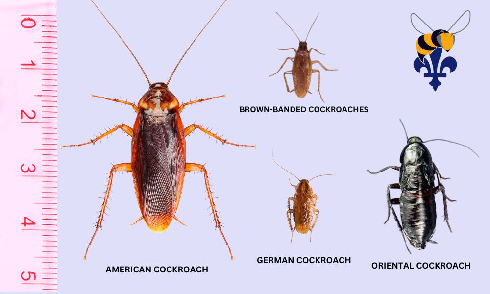 German Cockroach Size: Complete Measurement Guide