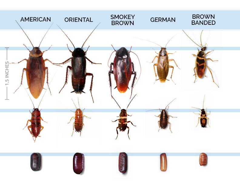 German Cockroach vs Palmetto Bug: Differences Explained