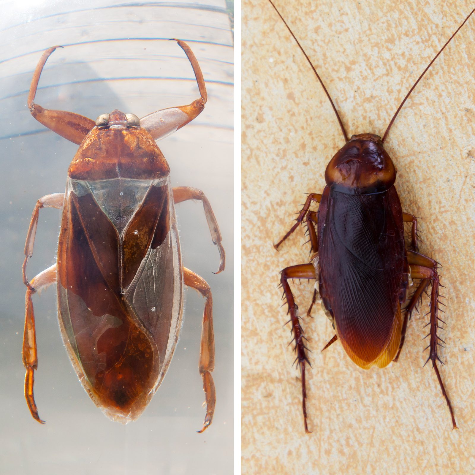 German Cockroach vs Waterbug: Species Comparison