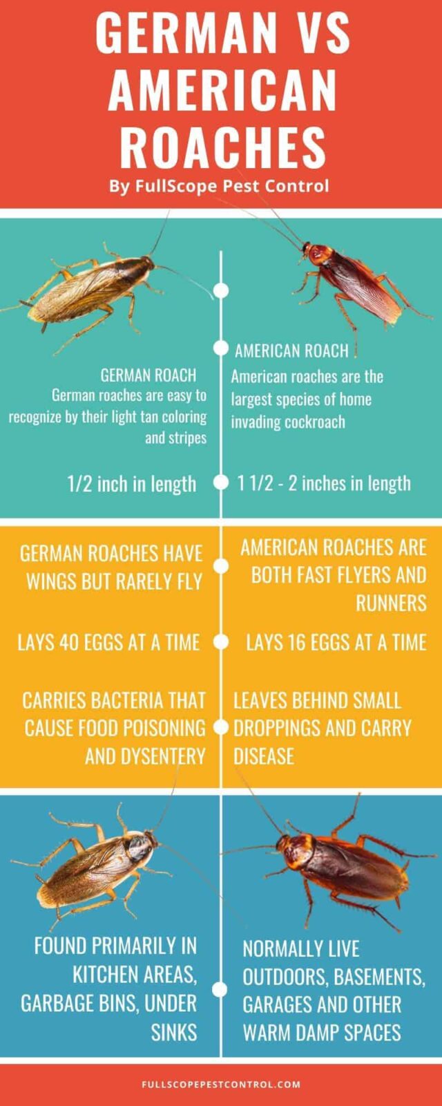 German vs American Cockroach: Key Differences Guide