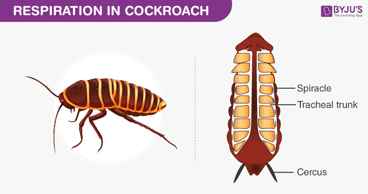 How Do Cockroaches Breathe: Respiratory System Overview