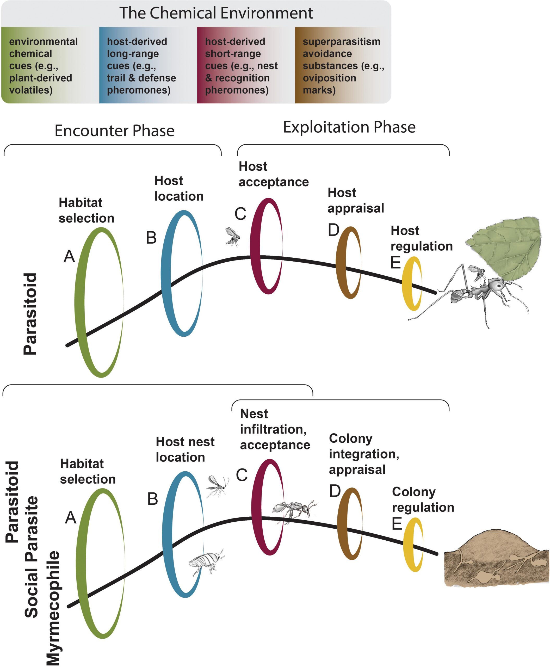 How Do Cockroaches Communicate: Chemical Signals Guide