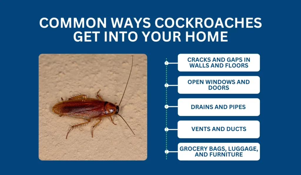 How Do Cockroaches Get in House: Entry Points Guide