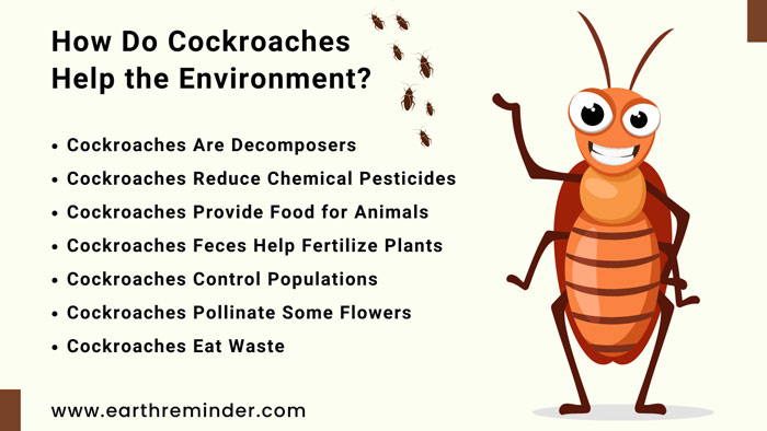 How Do Cockroaches Impact Environment: Role Guide