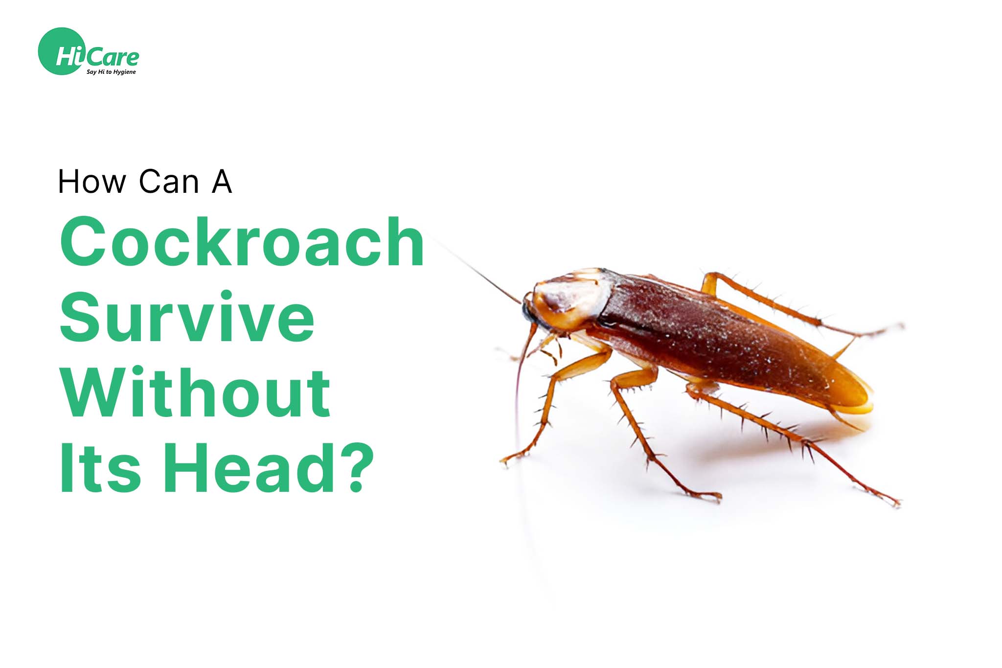 How Do Cockroaches Survive Without Heads: Biology Explained