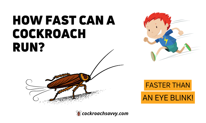 How Fast Can Cockroaches Run: Speed & Movement Explained