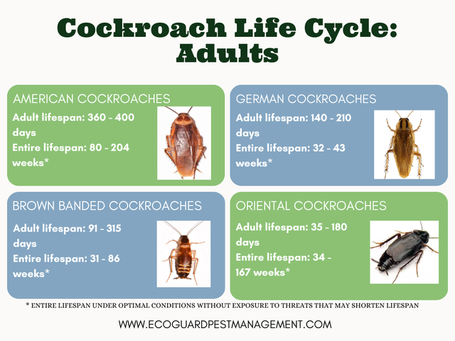 How Long Do Cockroaches Live: Lifespan Guide