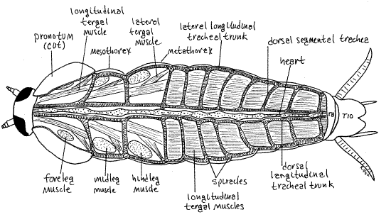 How Many Legs Do Cockroaches Have: Anatomy Guide