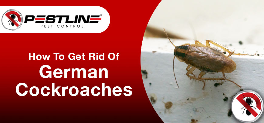 How to Get Rid of German Cockroaches: Expert Guide