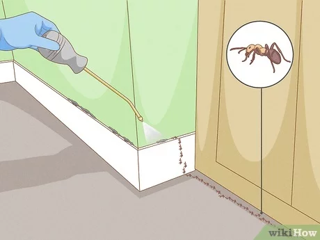 How to Use Diatomaceous Earth: Roach Control