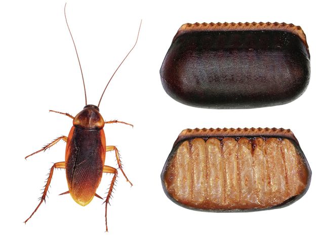 What Do Cockroach Eggs Look Like: Visual Guide