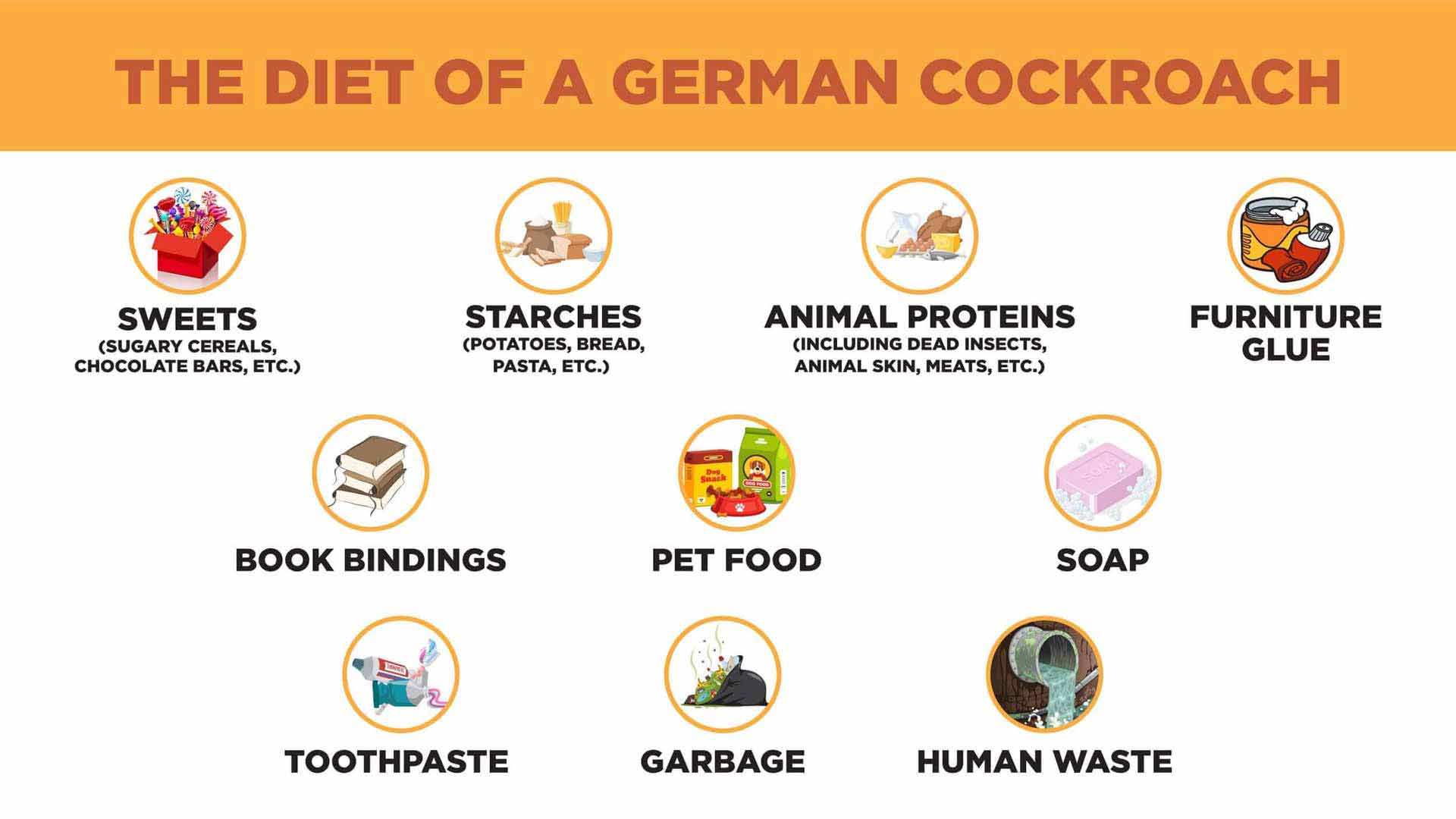 What Do German Cockroaches Eat: Diet Guide