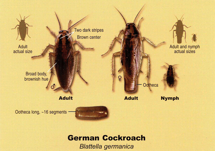 What Do German Cockroaches Hate: Natural Deterrents