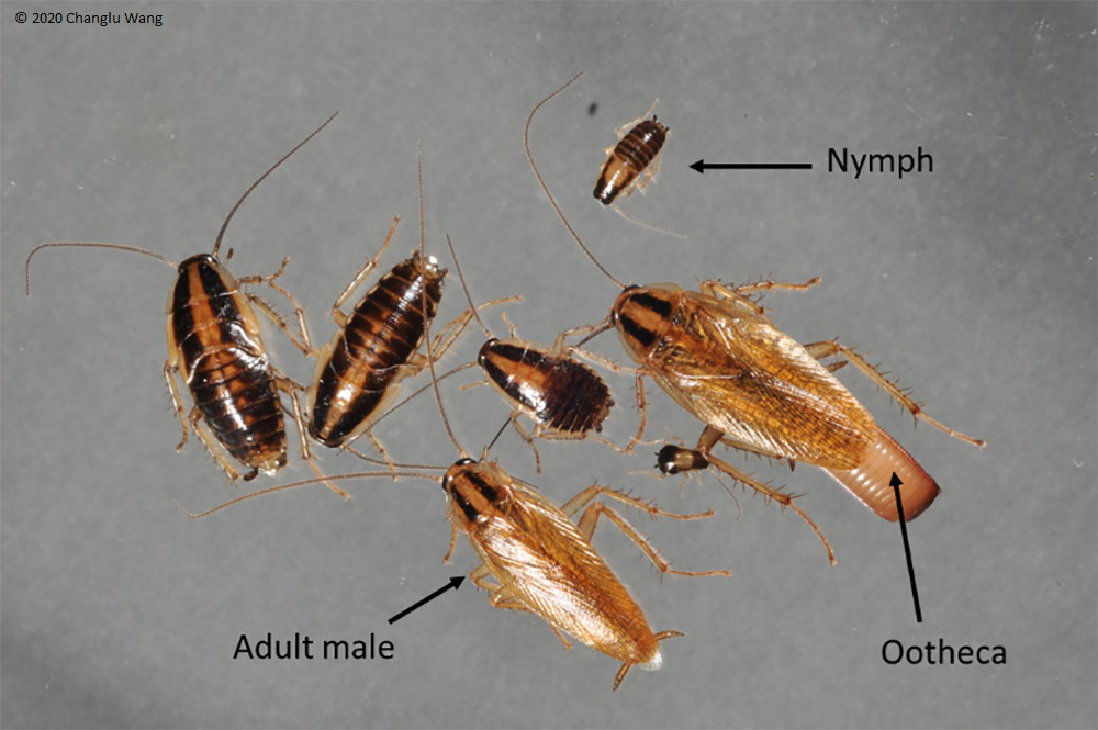 What Is a German Cockroach: Species Guide