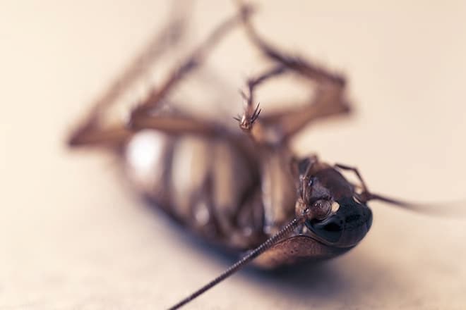 What Temperature Kills Cockroaches: Thermal Tolerance