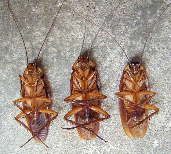 Why Do Cockroaches Flip Upside Down When Dying